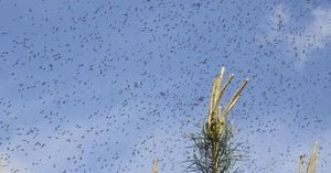 Experts Warn Of Largest Flying Ant Swarms In UK