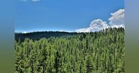 Trump Administration Seeks to Build More Roads in National Forests