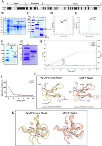 The role of Npt1 in regulating antifungal protein activity in filamentous fungi - Nature Communications
