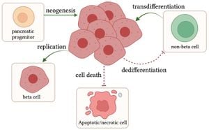 Liver-Derived Neuregulin1α Promotes Beta Cell Growth