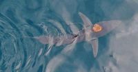 Is it a bird? A plane? No, it’s a ‘sharktopus’: A marine pairing like no other - National | Globalnews.ca