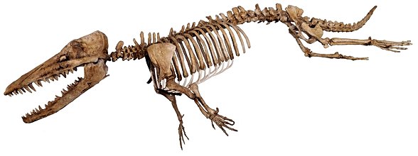 Balinaların atalarından "Ambulocetus"