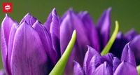 Все о 8 мая: какой сегодня праздник, день ангела и что нельзя делать