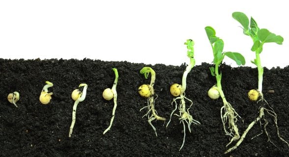 tohumun çimlenme aşamaları