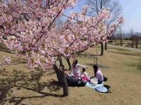 Early-Blooming Cherry Blossoms at Their Peak in Awaji Island Park