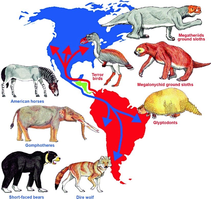 Büyük Amerikan Değişiminin harita üzerindeki gösterimi. Kırmızı olarak gösterilmiş oklar ve hayvan isimleri, köprü oluştuktan sonra Güney Amerika'dan Kuzey Amerika'ya göç eden popülasyonları temsil etmektedir. Mavi olarak gösterilmiş oklar ve hayvan isimleri ise köprü oluştuktan sonra Kuzey Amerika'dan Güney Amerika'ya göç eden popülasyonları temsil etmektedir. Yeşil ile boyalı bölge Panama kıstağıdır.
