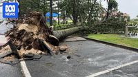 At least 50 Norfolk pines to be destroyed after Alfred lashed Gold Coast