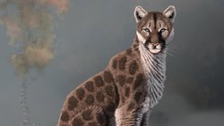 Avrasya Puması: Puma pardoides