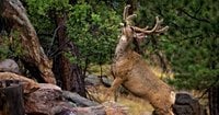 California Officials Under Fire For Approving Eradication of Deer Population on Island