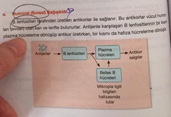 b lenfositlerin aktarımı belli hastalıklara karşı bağışıklık geliştirebilir mi?