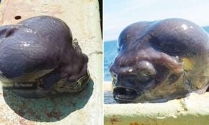 Russian Fisherman Stuns Followers With Alien-Like Fish Discovery