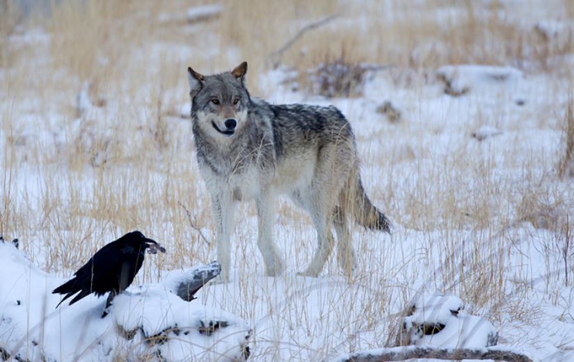 Kuzgun (Corvus corax) ile Gri kurt (Canis lupus).