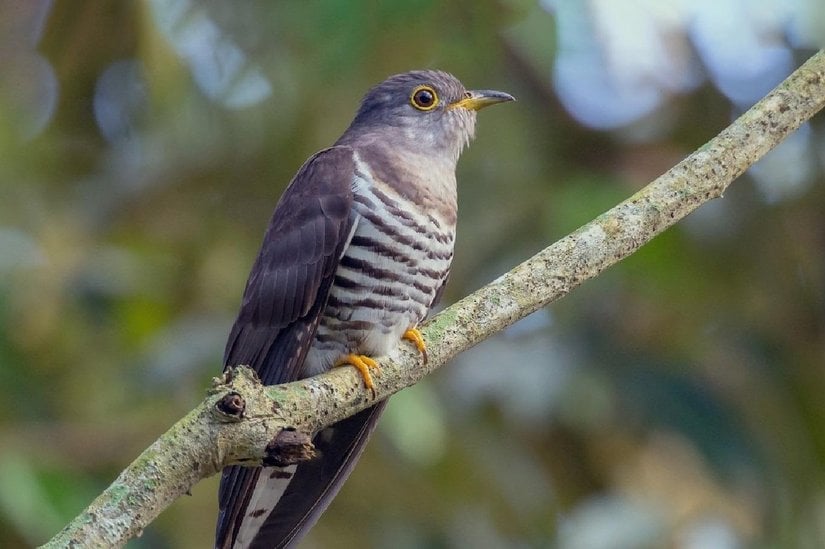 Avrupa Guguk Kuşu (Cuculus canorous)