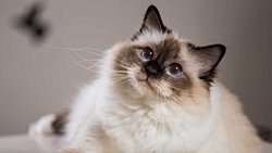 Kedinize Bir Beşlik Çakmayı Öğretin