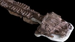 Gondwanan Geç Paleozoik Buzul Çağının En Büyük Yırtıcısı: Dev Kök Tetrapod Gaiasia jennyae.