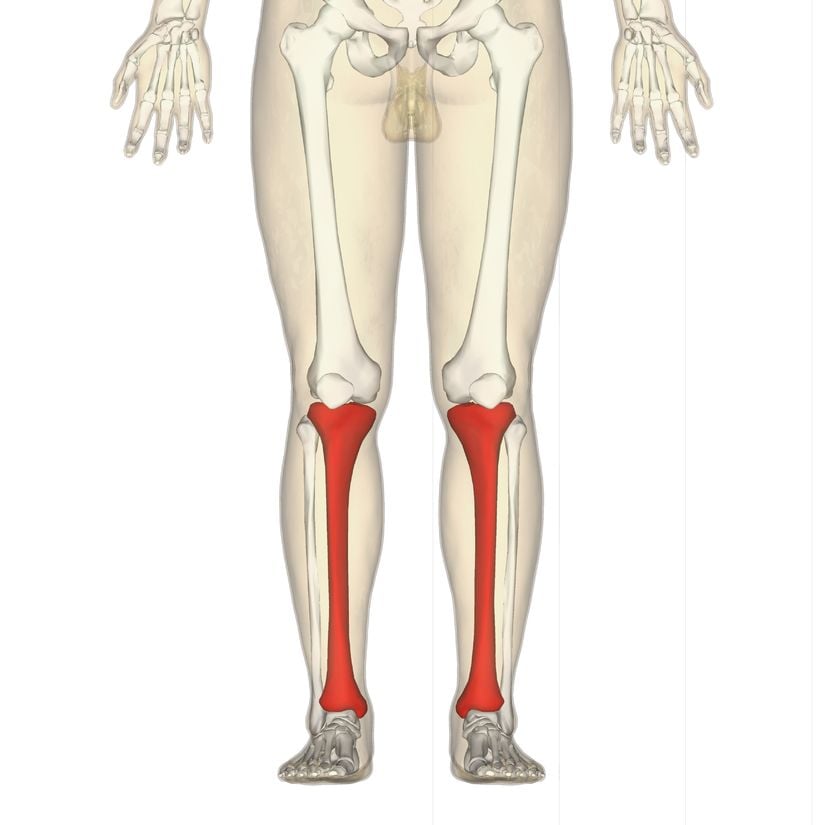 Tibia Ve Fibula