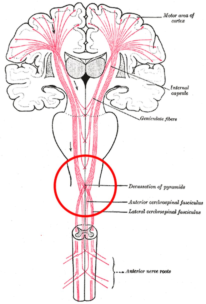 Beynimizdeki çaprazlanmayı gösteren bir görsel...