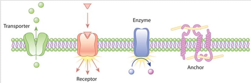 Transmebran proteinlerine örnekler.