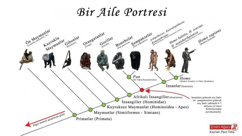 İnsanın Evrimsel Aile Portresi...