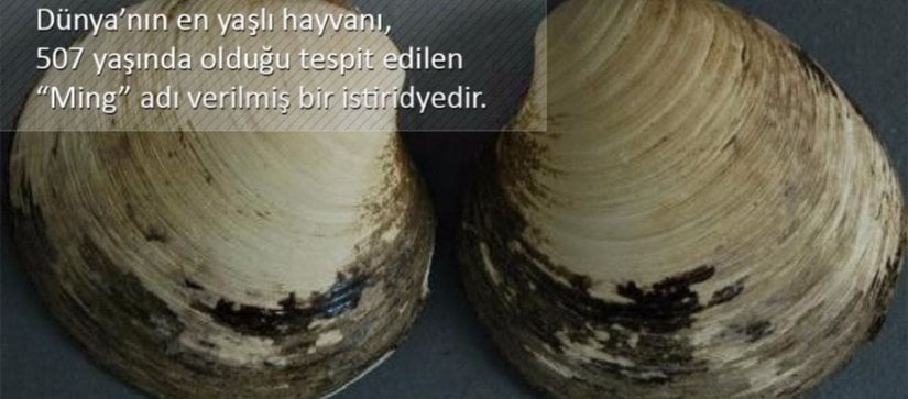 Dünya Üzerinde Yaşayan En Yaşlı Organizmalar!