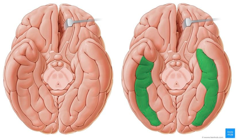 Beyin tabanında fusiform gyrus'un yeşil ile gösterilmiş anatomik lokalizayonu.