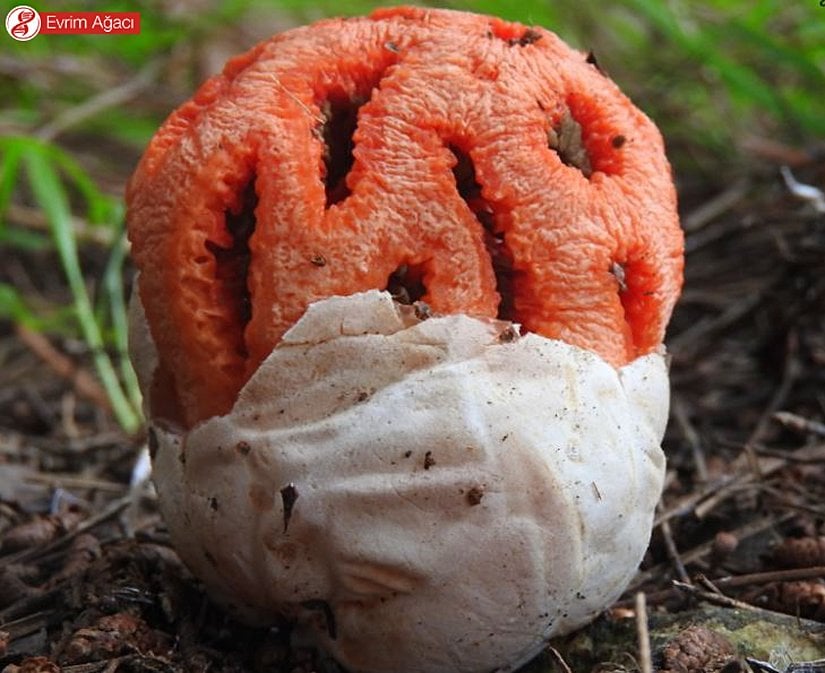 Samsun'dan kafes mantarı (Clathrus ruber) gözlem kaydı.