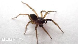 Rare White-Knuckled Wolf Spider Returns To Britain