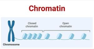 New Insights Into BAF-Lamin A/C Complex Structures Enhance Chromatin Understanding