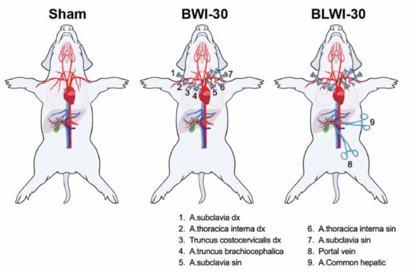Görselde üç farklı gruba uygulanan iskemi (kan akışının kesilmesi) seviyelerini gösteren bir çalışma yer alıyor. Sham kontrol grubunu temsil ediyor. BWI-30 ise beyin iskemi olan grup. BLWI-30 ise beyin-karaciğer iskemi olan grubu temsil ediyor. "30" sayısı ise bahsi geçen gruplarda, 30 dakikalık bir süre boyunca belirli atardamarlarda (örneğin, subklavyan, torasik veya brakiyosefalik arterlerde) tıkanma veya kesinti uygulanmış olduğunun ifadesi.