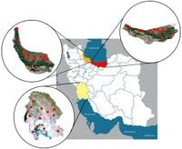 Molecular characterization and phylogenetic analysis of Cyprinid herpesvirus 3 genotypes in Iran from 2020 to 2023 - Scientific Reports