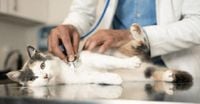 Pet Owners Could Pocket Big Savings as CMA Pushes for Vet Price Transparency