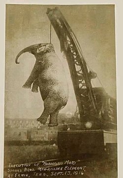 İdam edilen ilk fil: Mary