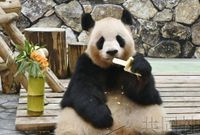 和歌山大熊貓良濱收到母親節禮物