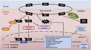 Mutation Causes Cataracts Through Protein Instability And Stress Response