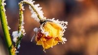 Eisheilige 2025: Was bedeutet die Bauernregel für das NRW-Wetter?