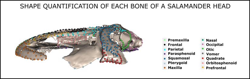 Semenderlerdeki kafatası sisteminin şekline dair niceliksel veri illüstrasyonu. İşaretçiler, semenderlerdeki kafatası şekli varyasyonlarının miktarını belirlemek için kullanıldı.