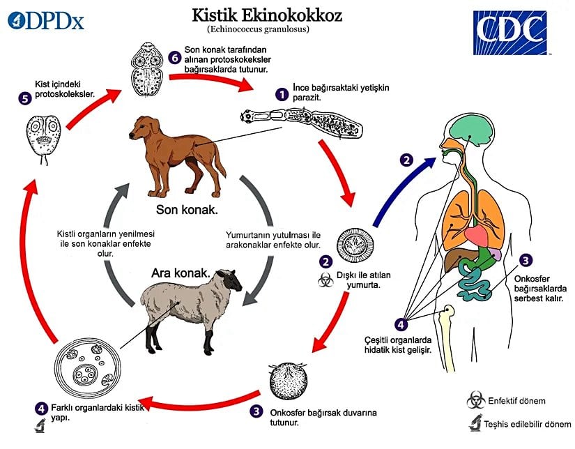 Echinococcus granulosus yaşam döngüsü.