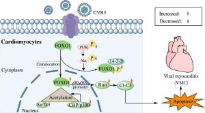 New Insights Into FoxO1 Signaling Uncover Pathways To Alleviate Heart Arrhythmias