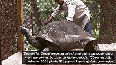 Dev Kaplumbağalar Neden Çok Uzun Yaşarlar?