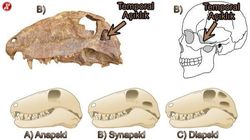 Sinodont