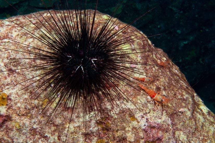 Derisidikenliler (Echinodermata) üyesi, Diadema antillarum türü bir deniz kestanesi.