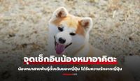 5 จุดเช็กอิน เจอน้องหมาอาคิตะแท้ๆ ที่จังหวัดอาคิตะ ญี่ปุ่น