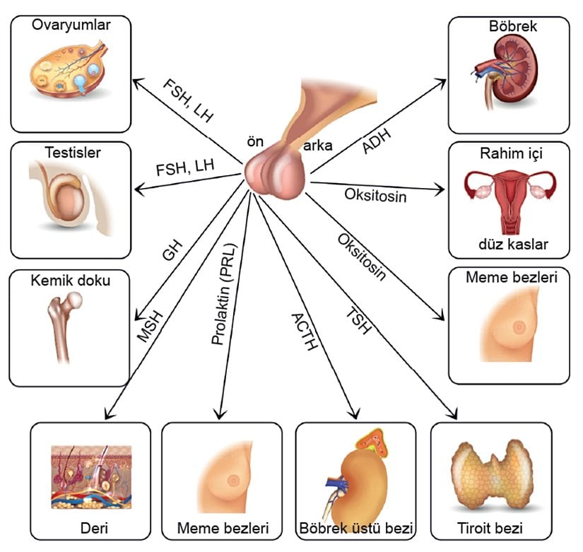 Hipofiz hormonları ve etkiledikleri organlar