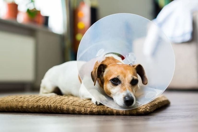 Yakalık takılmış bir köpek.