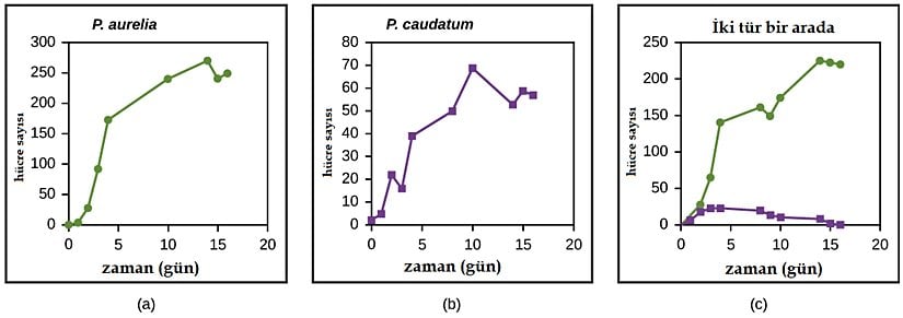Şekil 19.4.7: Paramecium aurelia ve Paramecium caudatum ayrı ayrı oldukça iyi düzeylerde büyüyebilmektedir; ancak aynı kaynaklar için rekabet etmeleri gerektiğinde P. aurelia, P. caudatum'a üstün gelir.