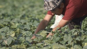 South Korea Strengthens Agricultural Ties With Kyrgyzstan Amid Changing Relations With Russia