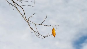 Yaprağın Geometrisi, Ağacından Ne Kadar Uzağa Düşeceğini Belirliyor Olabilir!