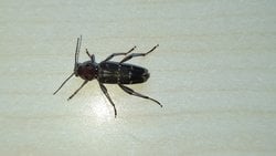 Bu canlının türü nedir ve özellikleri nelerdir?