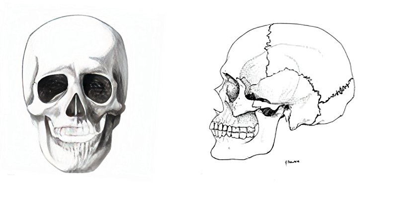 Erkek kafatası, daha pürüzlü ve daha keskin hatlarla öne çıkmaktadır. Kadın ve erkek kafatasları karşılaştırıldığında erkek kafatasındaki bazı bölgeler kadınlardan kolayca ayırt edilebilmesini sağlamaktadır.