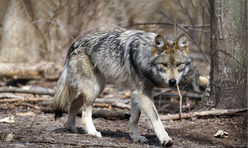 Meksika kurdu (Canis lupus baileyi)